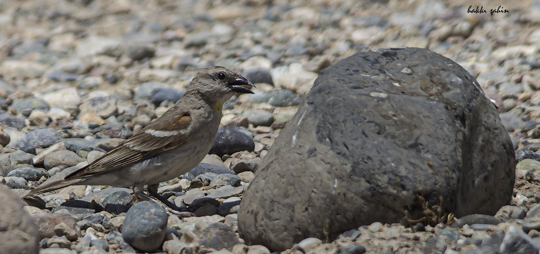 Yellow-throated Sparrow